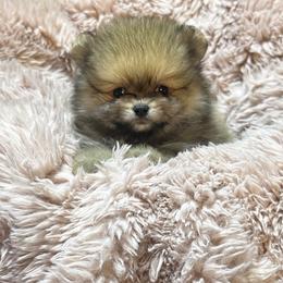 Raya - Orange sable female Pomeranian puppy in Waterloo, Indiana from Garcias Pomeranian