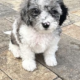Mr Blue - Merle male Cockapoo puppy in Tampa, Florida from Mary Puppins
