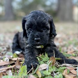 Lottie Moon - Sable female Cockapoo puppy in Tallahassee, Florida from Panhandle Pups
