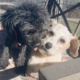Boston Terriers and Yorkipoos from Syd's Designer Breeds of NC