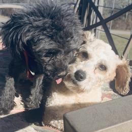 Boston Terriers and Yorkipoos from Syd's Designer Breeds of NC