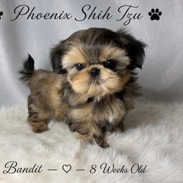 Bandit - Gold male Shih Tzu puppy in Hayden, Idaho from Phoenix Shih Tzu