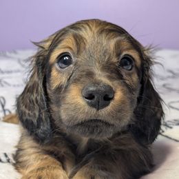Puppy 1 small red male - Red male Dachshund puppy in Columbus, Ohio from Bumpkins Dachshunds