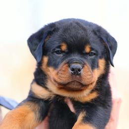 Pinkie - Black and mahogany female Rottweiler puppy in Bowling Green, Kentucky from Vom Bruderhof Rottweilers