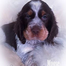 Boy 7 'Moose' - Liver white and tan male English Springer Spaniel puppy in Silverdale, Washington from TimberVale Springers