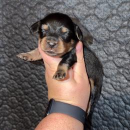 Male 1 - Black and cream male Dachshund puppy in Liberty, Mississippi from Liberty Oaks Aussies and Dachshunds