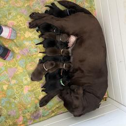 Labrador Retriever Puppies from Tag Hollow