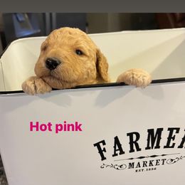 Goldendoodle Puppies from Clig Doodle Days