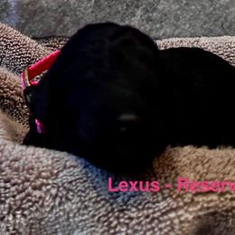 Lexus - Black female Goldendoodle puppy in Sanderson, Florida from Serenity Goldendoodles