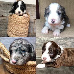 Aussiedoodle puppies from Shai’s Mini Aussiedoodles