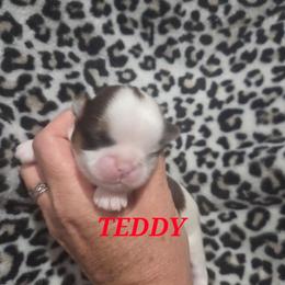 Teddy - Liver and white male Shih Tzu puppy in Florida from 1st Passion Shih Tzus