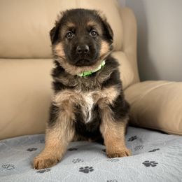 Boy 2 GREEN - German Shepherd puppy from Von Palmore Hof