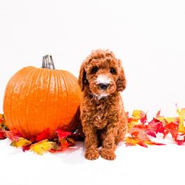 Mr Blue - Red  male Goldendoodle puppy in Kissimmee, Florida from Poodle Doodle Kennels