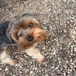 Yorkshire Terrier All Grown Up from Forest Yorkies