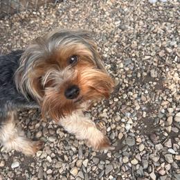 Yorkshire Terrier All Grown Up from Forest Yorkies