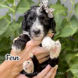 Fern - Black and white female Sheepadoodle puppy in Cambridge, Ohio from Sweet Creek Pups