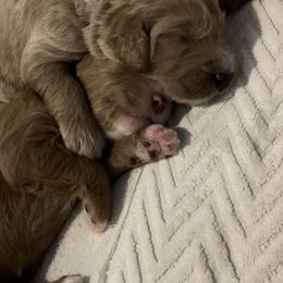 Goldendoodle Puppies from Goldendoodles of Anchor Bay