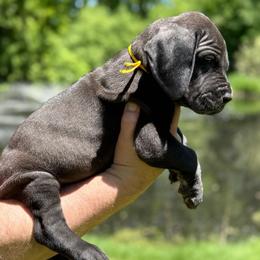Bronco - Black male Great Dane puppy in Beulah, Michigan from Northwood Euro Danes and Bassets