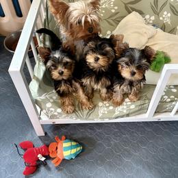 Yorkshire Terrier Puppies from Diamond in a Rough Yorkies