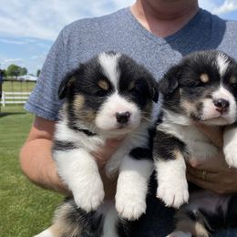 Pembroke Welsh Corgi Puppies from Prospect Corgis