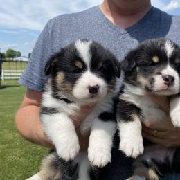Pembroke Welsh Corgi Puppies from Prospect Corgis