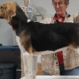 Beagles and English Foxhounds from Desperado Beagles & English Foxhounds