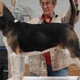 Beagles and English Foxhounds from Desperado Beagles & English Foxhounds