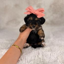 Starbucks - Tri-color female Bernedoodle puppy in Sweetwater, Florida from Sandy Snout Doodles