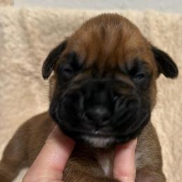Vegas - Fawn female Boxer puppy in Murrieta, California from Boxerpupziesrock