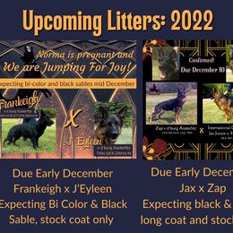 German Shepherd Puppies from Austerlitz German Shepherds