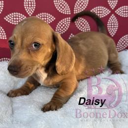 Daisey - Dapple female Dachshund puppy in Lexington, Oklahoma from BooneDox Miniature Dachshunds