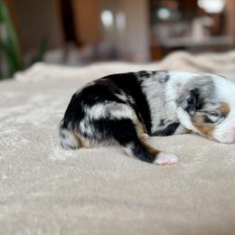 Miniature Australian Shepherd Puppies from Dripping Springs Mini Aussies