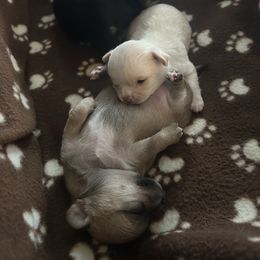 Chihuahua Puppies from Wild Mountain Chihuahuas