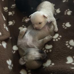 Chihuahua Puppies from Wild Mountain Chihuahuas