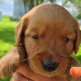Peach from our Fruits of Summer litter - Dark golden female Golden Retriever puppy in Fisher, Illinois from Aslan's Pride of Fidei Family Farms