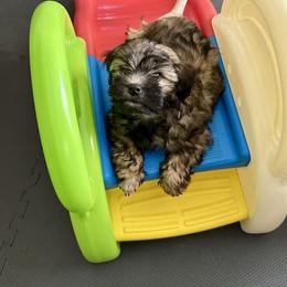 Lowchen Puppies from Calikij
