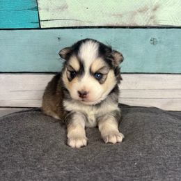 Beryl - Black and white male Pomsky puppy in Krum, Texas from Paw-Some Pomskies