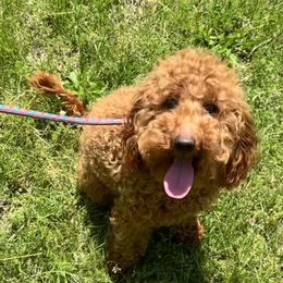 Minnie - Poodle