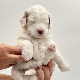 Hamilton - Parti male Goldendoodle puppy in Idaho Falls, Idaho from Meadowlark Park