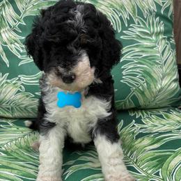 Laken - Tri-color female Bernedoodle puppy in Millsap, Texas from Gaston’s Posh Poodles and Doodles