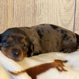 Ida - Dapple female Dachshund puppy in Choccolocco, Alabama from Ace’s Doxies