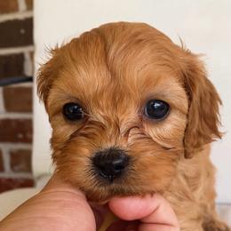 Reef - Red male Cavapoo puppy in Van Alstyne, Texas from Home Grown Puppies