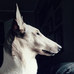 Collies from Saclema Collies