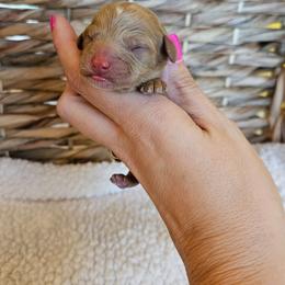 Cash - Red male Cavapoo puppy in London, Kentucky from Blue Meadow Puppies