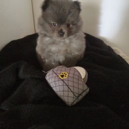 Pomeranian puppies from Pampered Pomeranians