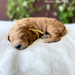 Meadow (yellow) - Apricot female Goldendoodle puppy in Hutto, Texas from Crystal's Goldendoodles