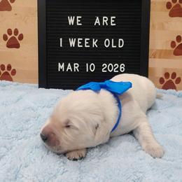 Blue collar boy - Light golden male Golden Retriever puppy in Rochester, Washington from Grand Mound Goldens