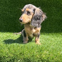 Zarrah - Dachshund