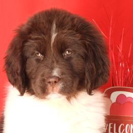 Mocha Female Pink Collar - Brown female Newfoundland puppy in Dalton, Ohio from Newfforu