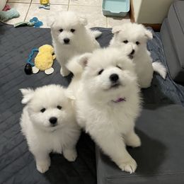 Samoyed puppies from The Floof Brigade